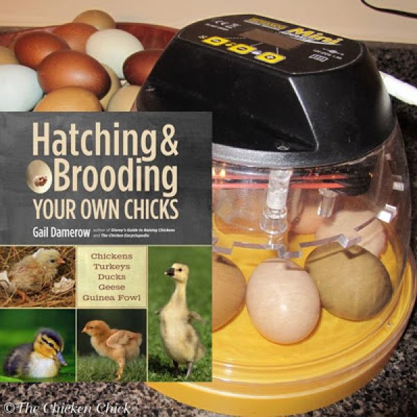 Hatching & Brooding Your Own Chicks by Gail Damerow, Book Review