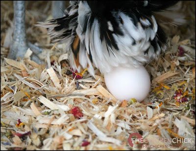 I add Spruce the Coop Herbal Fusion nest box herbs to my nest boxes; I appreciate the scent in the coop, but the aromatherapy benefits are primarily for my benefit, not my flock's.