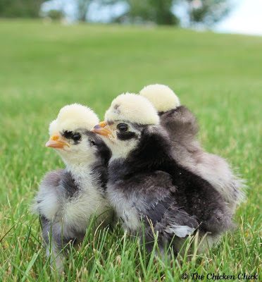 Giving newly hatched chicks probiotics helps keep them from developing and passing on diseases later in life, including Salmonella Enteritis.