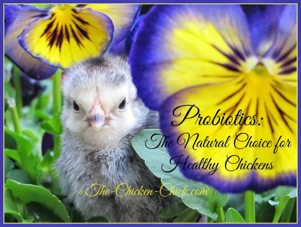 Probiotics: The Natural Choice for Healthy Chickens