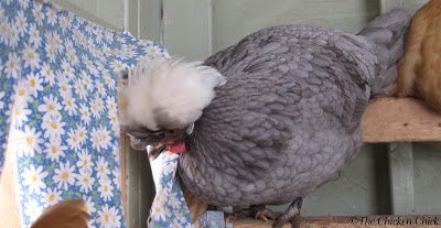 They may be seen exploring the nest boxes, walking in and out, rearranging the nesting material and practice sitting in them.