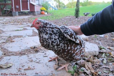 Within 24 hours of publishing this article, my Buff Orpington pullet laid her first egg! It never gets any less exciting! 