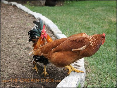  The submissive squat, as I like to call it, is the deferential posture a sexually mature pullet or hen assumes when she is approached by a rooster for mating. 