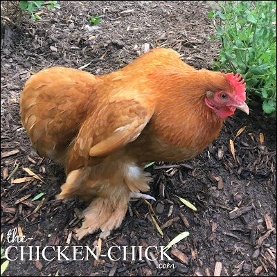The Submissive Squat means a chicken's first egg is coming soon!