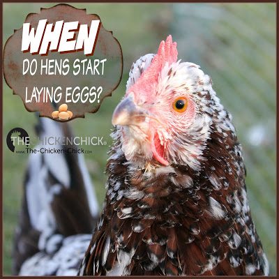 Here are general guidelines for what to watch for and how to help prepare a chicken to lay her first egg.