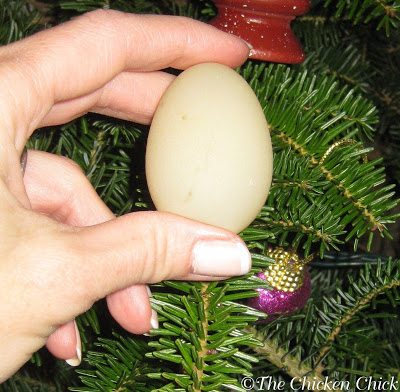 This was the first egg from my Easter Egger, Ethel. It was a "rubber egg," which can be completely normal for new layers.