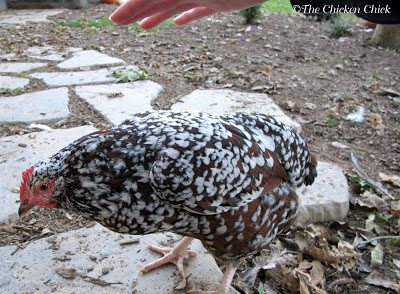 Within 24 hours of publishing this article, my Buff Orpington pullet laid her first egg! It never gets any less exciting! 