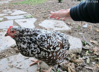 Within 24 hours of publishing this article, my Buff Orpington pullet laid her first egg! It never gets any less exciting! 