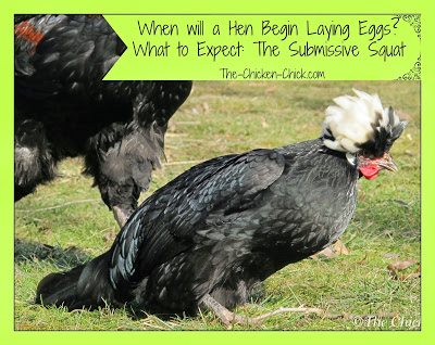 It's understandable that a first-time chicken-keeper may be anxious to know when they can reasonably expect to see the first egg in the nest box from their new flock. The following are general guidelines for what to watch for and how to help prepare a chicken to lay her first egg.