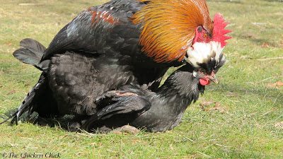 "Treading" is the term used for the way a rooster stands on a hen's back during mating.