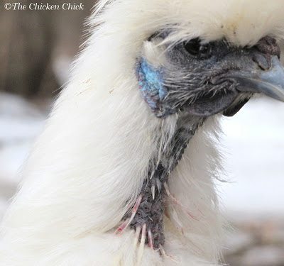 Rooster Feathers, Short Feathers, Wide and Fluffy