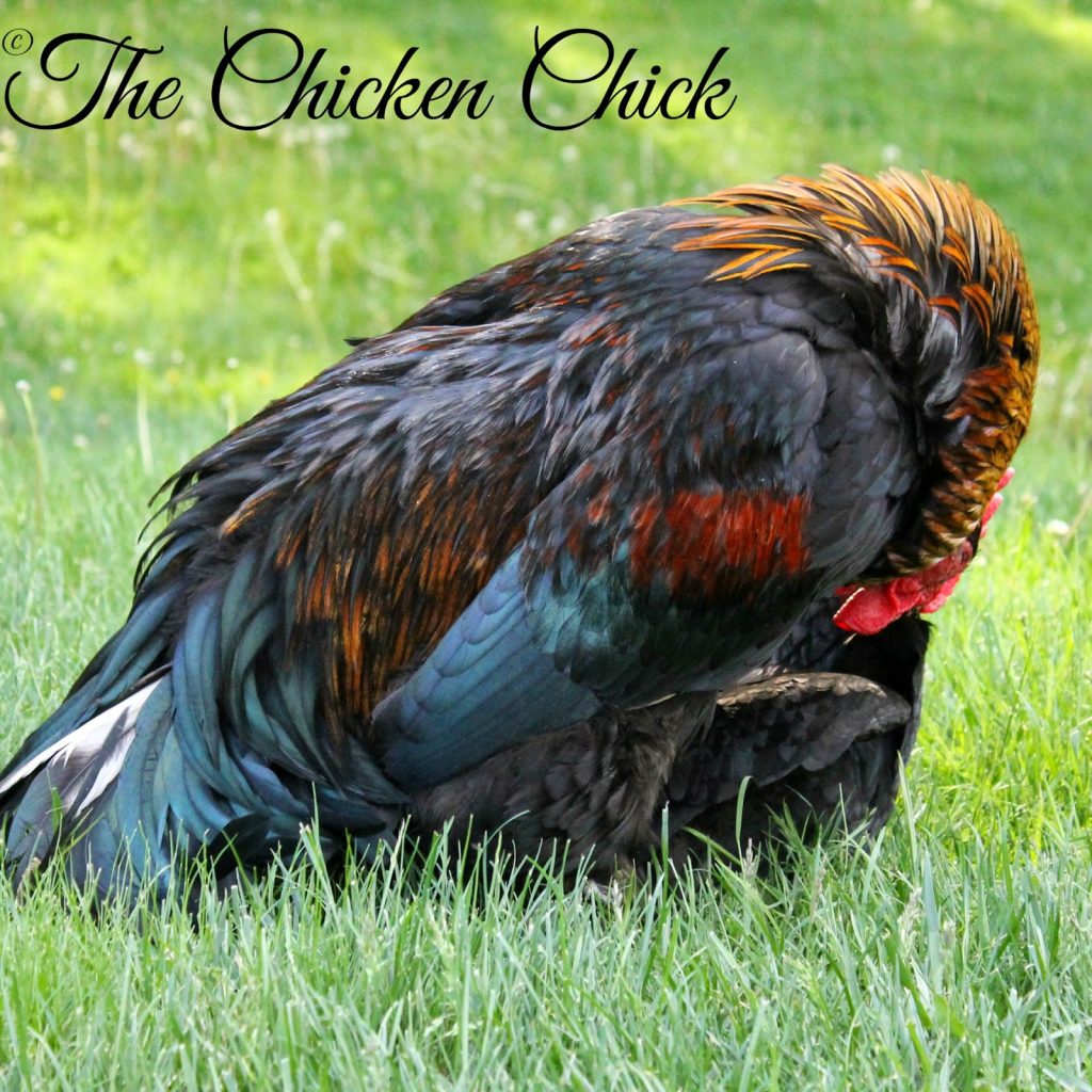  Over time, treading can result in feather loss to both areas of the hen’s back. 