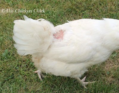 Over time, treading can result in feather loss to both areas of the hen’s back. 