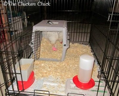  Safe housing for an injured chicken away from the flock.
