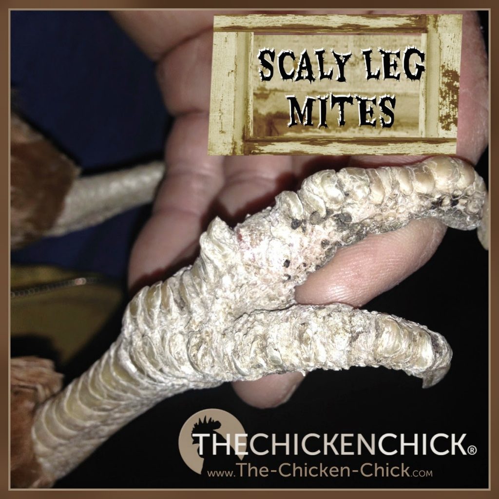 Scaly leg mites are microscopic insects that live underneath the scales on a chicken’s lower legs and feet. They dig tiny tunnels underneath the skin, eat the tissue and deposit crud in their wake. The result is thick, scabby, crusty-looking feet and legs.