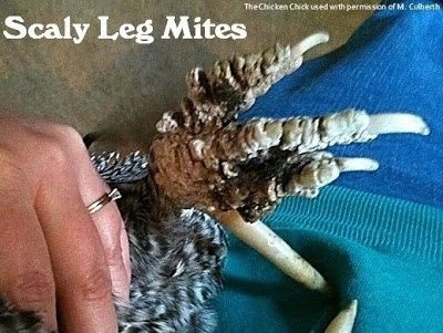 A severe case of scaly leg mites: