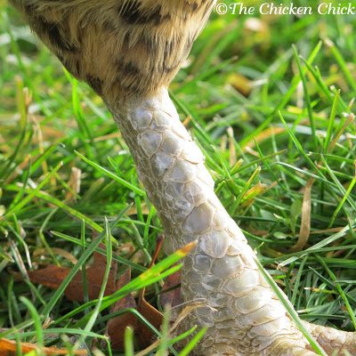  Healthy leg scales on a chicken's leg.