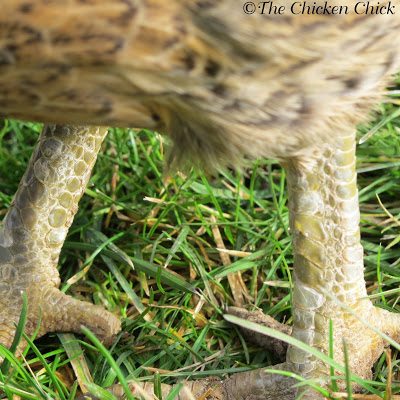  Healthy leg scales on a chicken's legs.