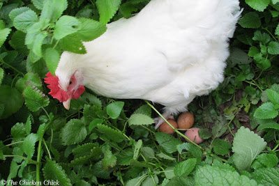  If aromatherapy is the only natural benefit to placing herbs in my chicken coops, I’m fine with that, however, aromatherapy may not be the end of the herbal story.