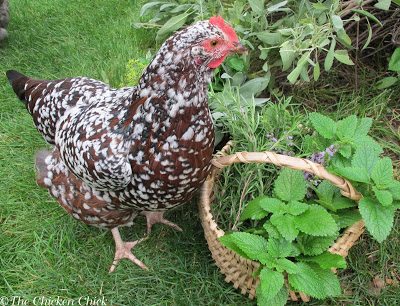  If aromatherapy is the only natural benefit to placing herbs in my chicken coops, I’m fine with that, however, aromatherapy may not be the end of the herbal story.