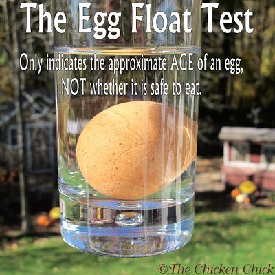 How to Tell if an Egg Is Bad with the Float Test