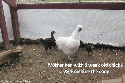 Silkie mother hen with three week old chicks in 29 degree temperatures
