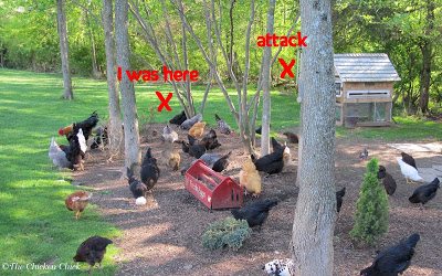 Should You Free-Range Your Chickens?