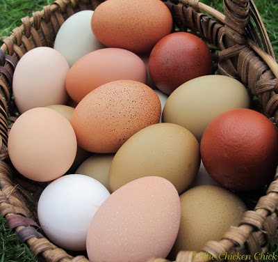 How To Clean And Store Fresh Chicken Eggs - Eco Peanut