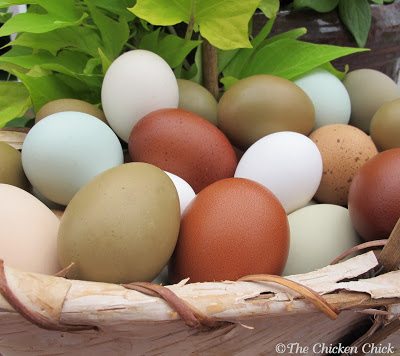 Cleaning your backyard eggs has never been so easy with the