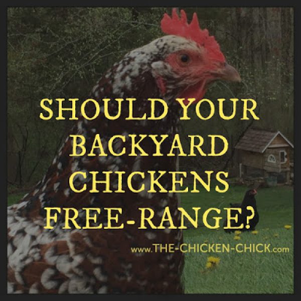 Chicken Care | The Chicken Chick®