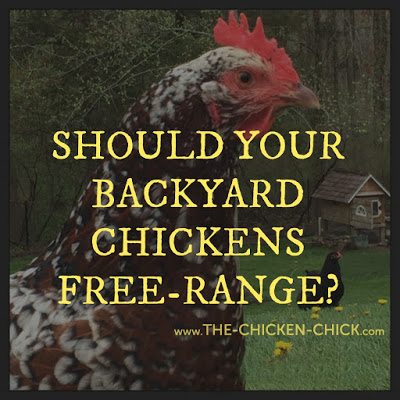  Chickens, predators & the myth of supervised free-range.