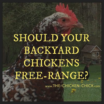 Free Ranging and Training Chickens