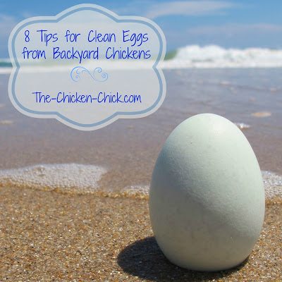 How to Store & Wash Fresh Eggs: Best Practices for Backyard