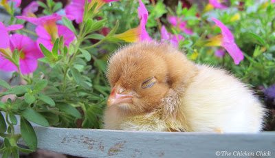 Chicken Anatomy Nictitating Membrane The Eyes Have it The