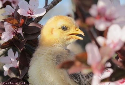 Chicken Anatomy Nictitating Membrane The Eyes Have it The