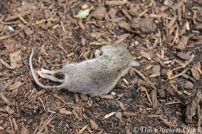 Rodent Control: In and around the coop