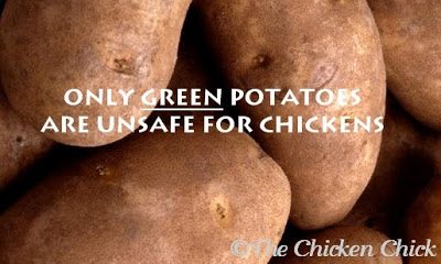 However, the average, healthy human would have to eat 4.5 pounds at one sitting to experience any neurological effects. Similarly, a chicken would need to consume large quantities of green potato skins to experience any effects. 