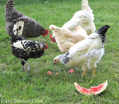 Clean Up After Snack Time: When giving chickens sweet treats, especially when trying to help them beat the summer heat, don't leave sticky, sweet remnants behind that will attract flies. Clean up the rinds & compost them.