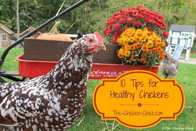 10 Tips For Healthy Chickens The Chicken Chick