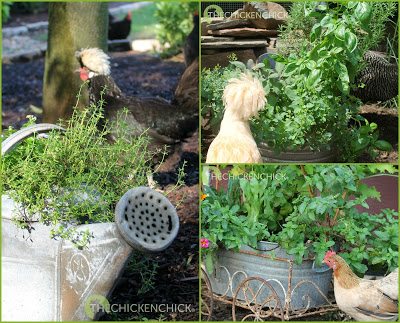 While planting herbs around the coop makes for lovely landscaping, herbs like lavender, mint and rosemary do not repel flies, mosquitoes, mites or lice. 