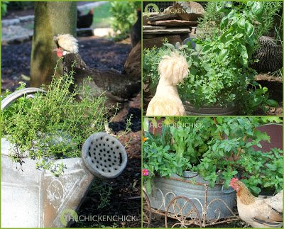 Chicken Coop Fly Control