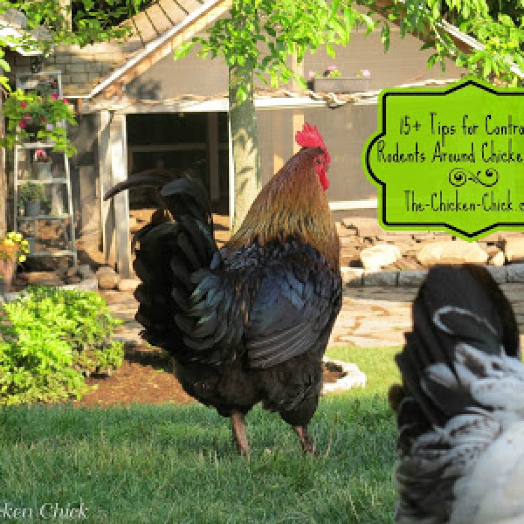15+ Tips to Control Rodents Around Chicken Coops The Chicken Chick®
