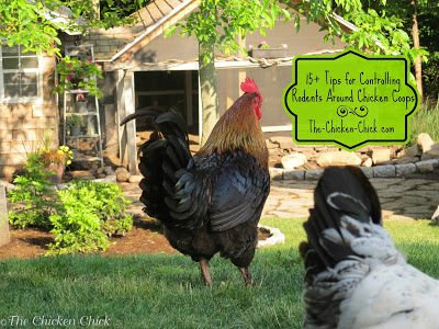 Rodent Control: In and around the coop