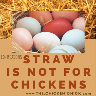 Straw is not for chickens 