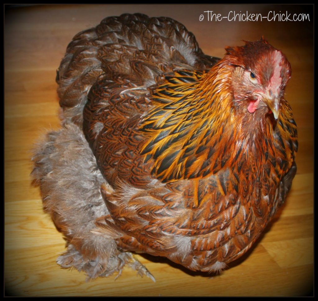 Bertha is a Partridge Cochin. She's actually not obese, she is just beautifully fully-feathered.