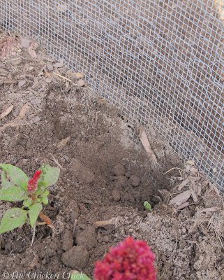 Hardware cloth dug into the ground prevents digging predators from gaining access to the coop.