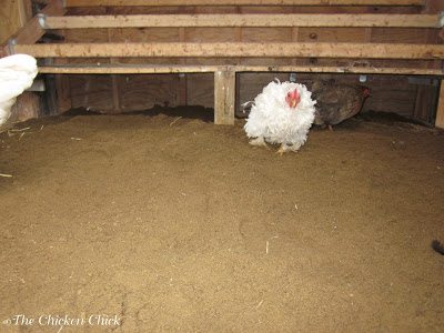 Use sand as chicken coop litter and run ground cover. Sand coats droppings and dries them out, reducing odors and moisture simultaneously.
