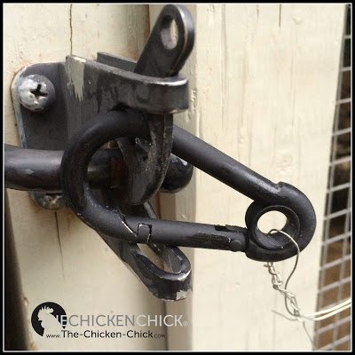 Raccoons are very adept at unlatching simple locks and turning basic door handles. Locks requiring multiple steps to unlatch are more secure plan than a hook-and-eye style lock. Spring locks and barrel-style locks are recommended.