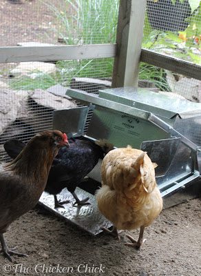 Grandpa's Feeders: Protect Your Chickens & Wallet! | The Chicken Chick®