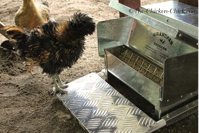 Grandpas store chicken feeders